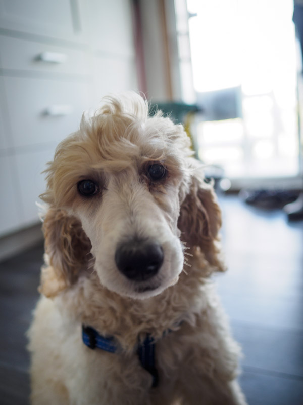 zeke
