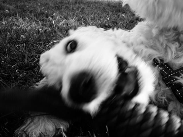 zeke teeth